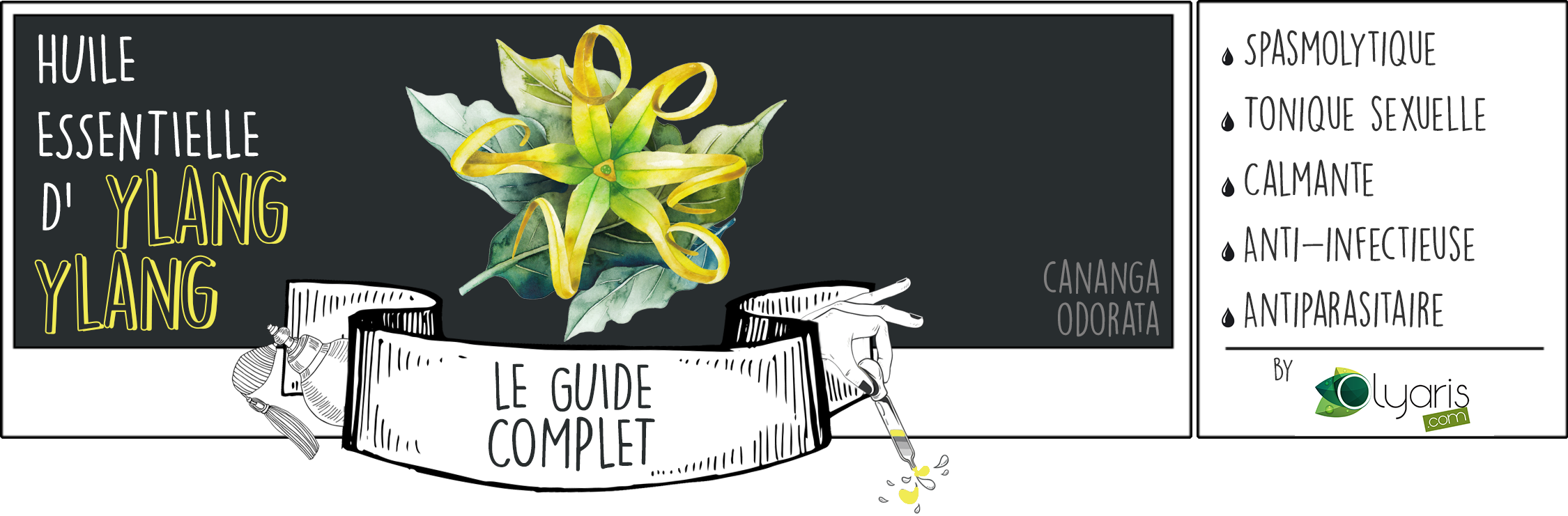 Huile Essentielle d'Ylang ylang : le Guide Complet par Olyaris